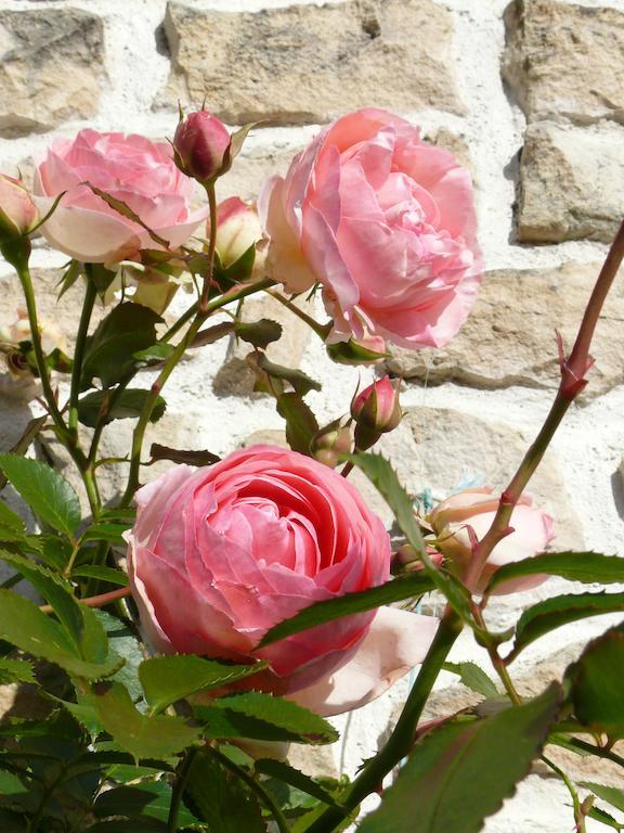 Le Clos De La Vigne Montreuil  Eksteriør bilde